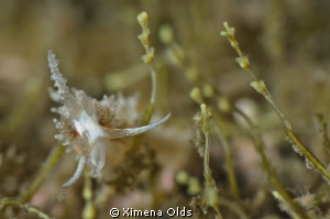 Learchis Nudibranch lost in a the Jungle
Nikon. D7000 10... by Ximena Olds 